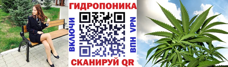 Каннабис сатива  Кыштым 